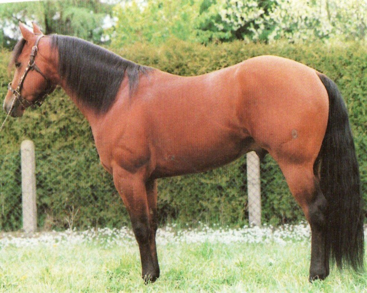stallion Sir Poco Frosty (Quarter Horse, 1987, from Poco Prescription)