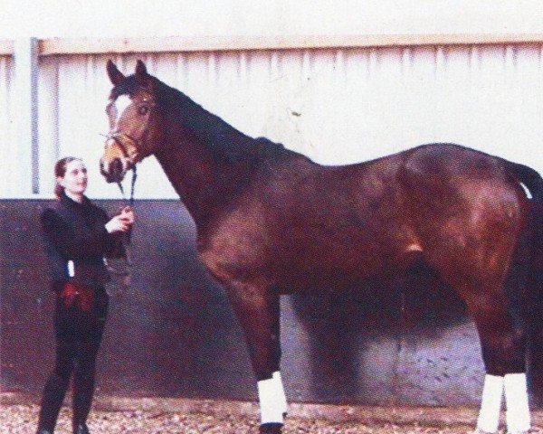 horse Shareen (Hanoverian, 1998, from Sunset Boulevard xx)