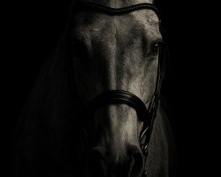 Pferd Baron (Polnisches Warmblut, 2015)