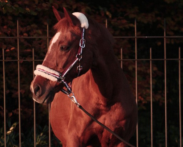 horse Rusty 76 (unknown, 1991)