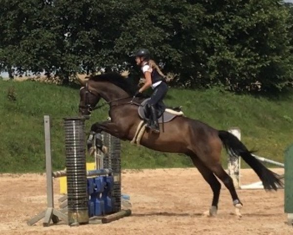 jumper La Bombarie (Hanoverian, 2010, from Landstreicher) jumper La Bombarie (Hanoverian, 2010, from Landstreicher)