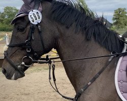 jumper Naomi 296 (German Riding Pony, 2001, from Naron)