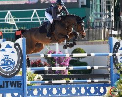 Cavallo da salto Fairytale 86 (KWPN (Warmblood olandese), 2010, di Verdi)