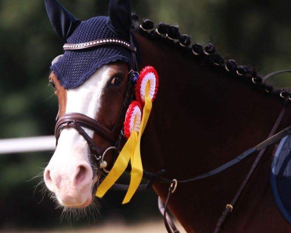 Springpferd Viko vom Derkingshof (Deutsches Reitpony, 2009, von Van Heinrich)