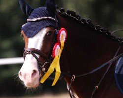 jumper Viko vom Derkingshof (German Riding Pony, 2009, from Van Heinrich)
