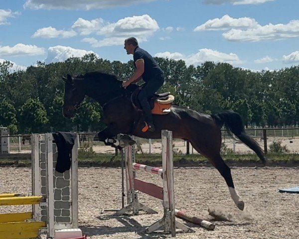 jumper Quabri-Minelli (Westphalian, 2019, from Quabri de l'Isle)