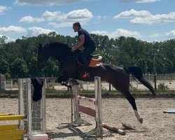 jumper Quabri-Minelli (Westphalian, 2019, from Quabri de l'Isle)