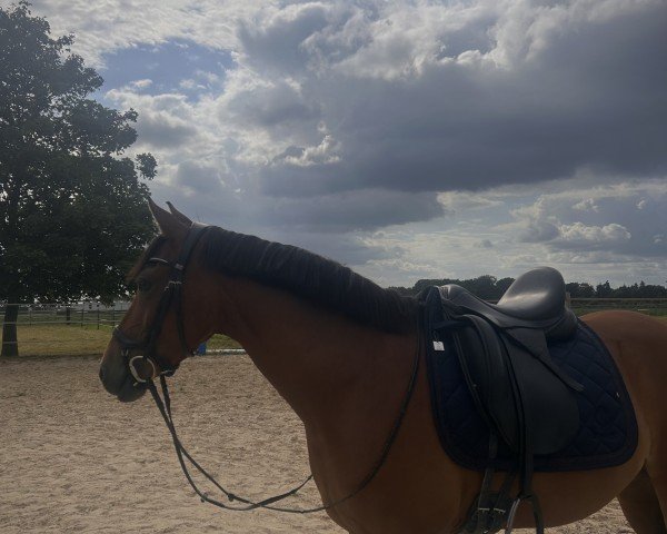 Dressurpferd FS Dreamer (Deutsches Reitpony, 2020, von FS Don Juan de Luxe)