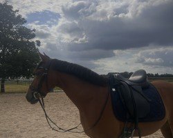 dressage horse FS Dreamer (German Riding Pony, 2020, from FS Don Juan de Luxe)