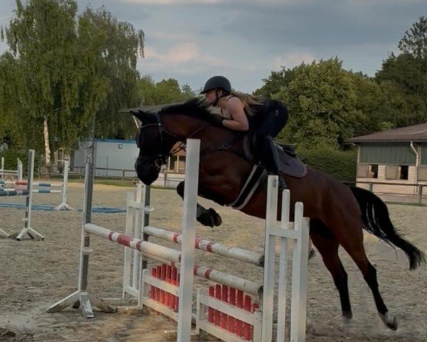 Springpferd Temptation Z 4 (Westfale, 2019, von Toulago 3)