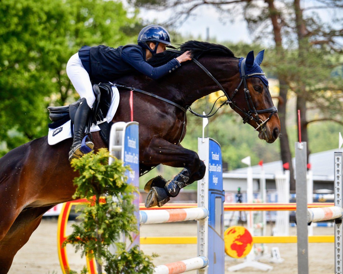 Springpferd Calea 28 (unbekannt, 2018)
