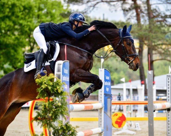 Springpferd Calea 28 (unbekannt, 2018)
