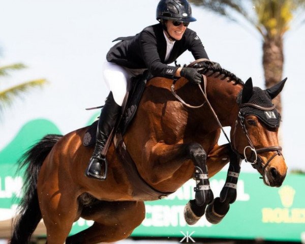 Springpferd Fairytale 86 (KWPN (Niederländisches Warmblut), 2010, von Verdi)