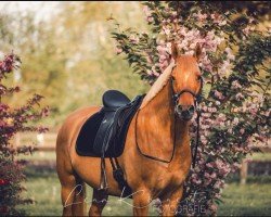 dressage horse Despacito Jm (German Riding Pony, 2018, from Dimension AT NRW)