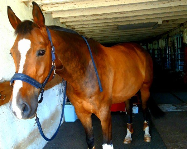 horse Samico (Hanoverian, 2013, from Spörcken)
