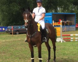 jumper Hummel (Oldenburg show jumper, 2013, from Quality 9)