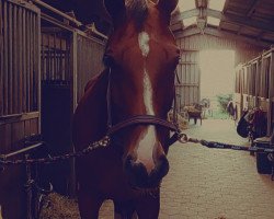 dressage horse Chilany (Holsteiner, 2010, from Dolany)