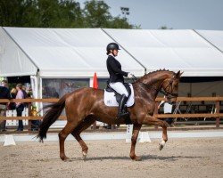 dressage horse Benito Mh (Hanoverian, 2013, from Belissimo NRW)