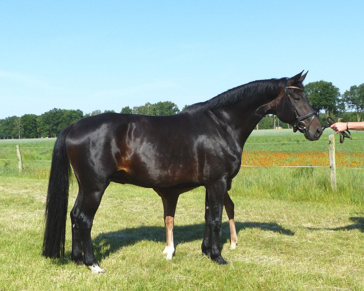 Zuchtstute Disco Queen (Hannoveraner, 2008, von Don Frederico)