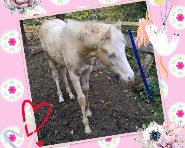 horse Rheingold´s Daily Surprise (German Riding Pony, 2019, from Rheingold)