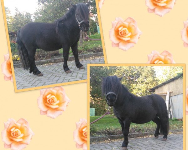 Pferd Zico vom Hopfberg (Shetland Pony, 2017, von Zorro van het Kruuthuus) Pferd Zico vom Hopfberg (Shetland Pony, 2017, von Zorro van het Kruuthuus)