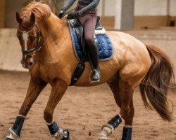 dressage horse Alarik 4 (Westphalian, 2007, from Abanos)