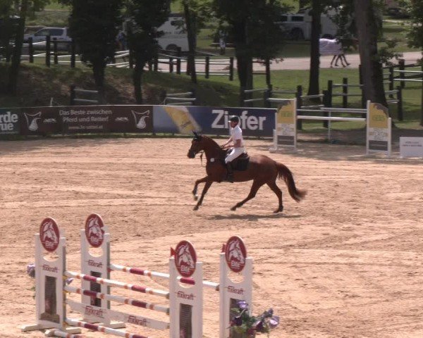 Reitturnier Stadl-Paura 2025