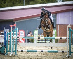 jumper Sukki (Hanoverian, 2017, from Stolzenberg)