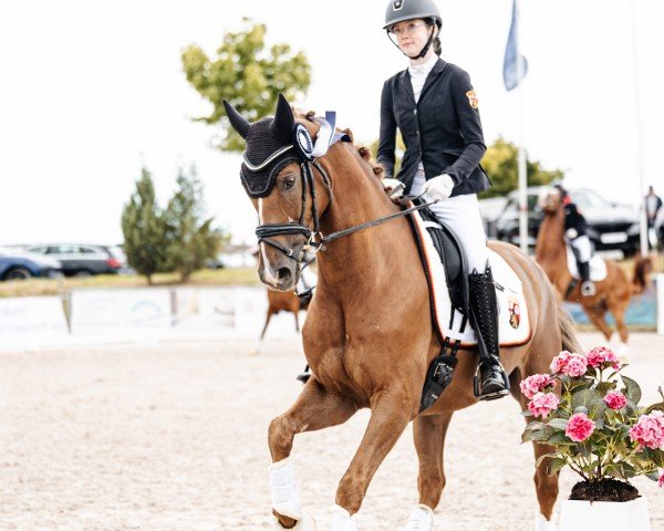 Dressurpferd Quickstep 75 (Hannoveraner, 2018, von Quando Unico FRH)