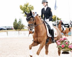 dressage horse Quickstep 75 (Hanoverian, 2018, from Quando Unico FRH)
