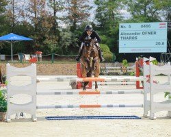 jumper THAROS (Westphalian, 2018, from Taloubet Z)
