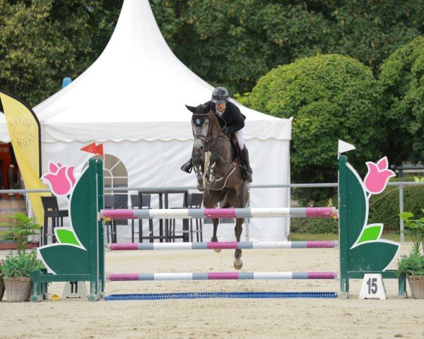 jumper DOURKHANIA (Westphalian, 2020, from Dourkhan Hero Z) jumper DOURKHANIA (Westphalian, 2020, from Dourkhan Hero Z)