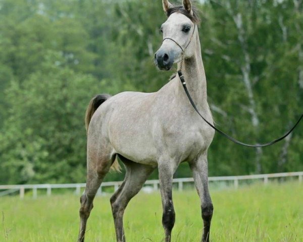 broodmare Esiria (Arabian purebred,  , from Ascot)