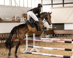 jumper Chilli Pep 2 (German Sport Horse, 2012, from Content de Lui)