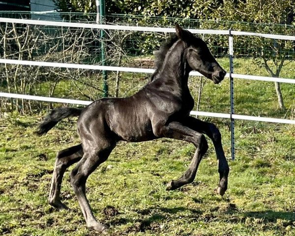 horse Thor (Trakehner, 2021, from Tantalos)