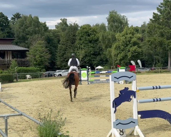 Video von Lavine Mail VDL