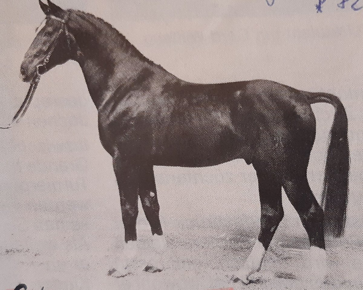 Deckhengst Galvano (Hannoveraner, 1982, von Grande)
