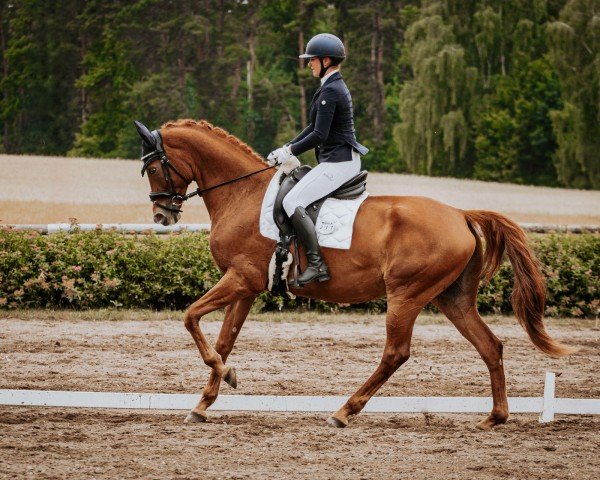 broodmare Nachtigall (German Sport Horse, 2016, from Millepoint)