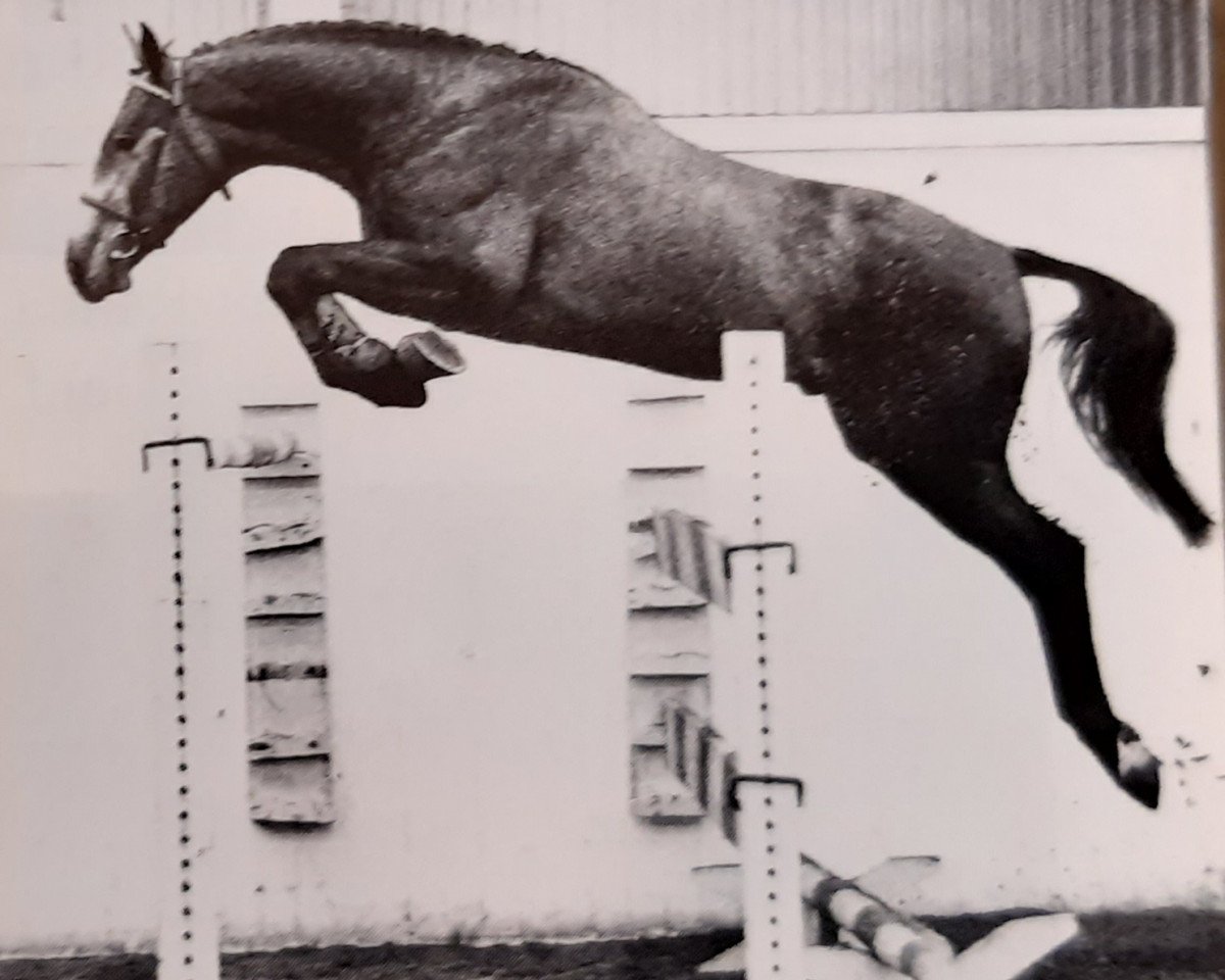 stallion Goliath II Z (Rhinelander, 1975, from Graf Gotthard Z)