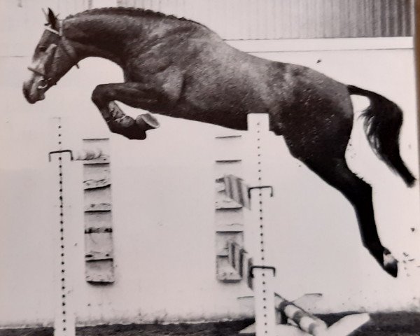 stallion Goliath II Z (Rhinelander, 1975, from Graf Gotthard Z) stallion Goliath II Z (Rhinelander, 1975, from Graf Gotthard Z)