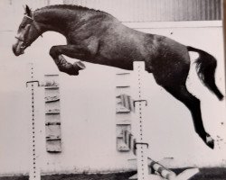 stallion Goliath II Z (Rhinelander, 1975, from Graf Gotthard Z)