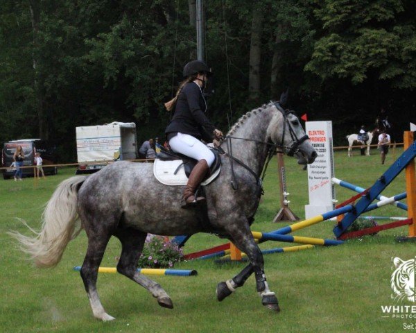 Pferd Casparillo (Wielkopolska, 2020, von Kerson)