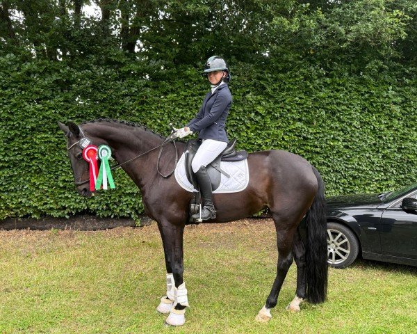 dressage horse Sweet Belly (Hanoverian, 2009, from Scolari)