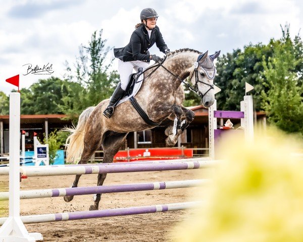 jumper Calimero 757 (German Sport Horse, 2016, from Carethano Z)