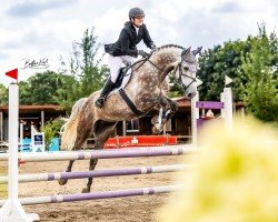 jumper Calimero 757 (German Sport Horse, 2016, from Carethano Z)