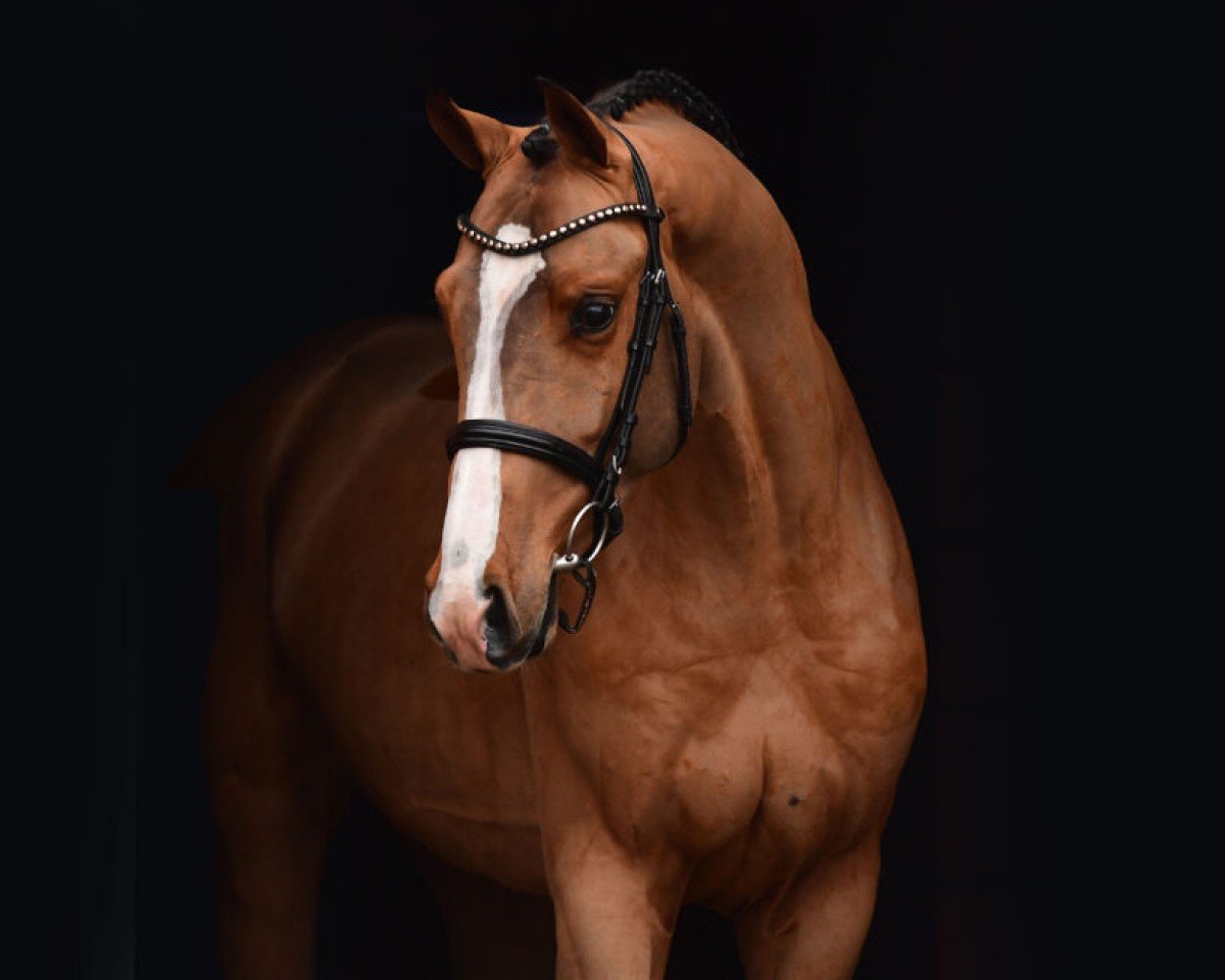 stallion Here I am P (Holsteiner, 2022, from Heartbreaker)