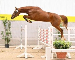 Pferd Captain Fly 2 (Hannoveraner, 2019)