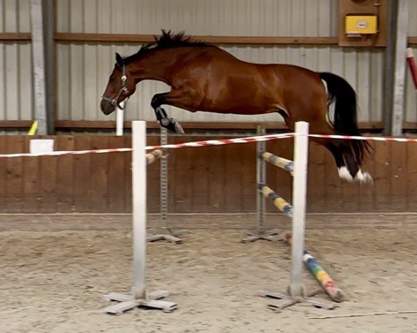horse Fleming for Pleasure (Oldenburg show jumper, 2020, from For Treasure VDL)