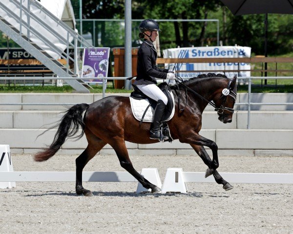 horse Herzblatt 36 (German Riding Pony, 2022, from Herzbube D WE)
