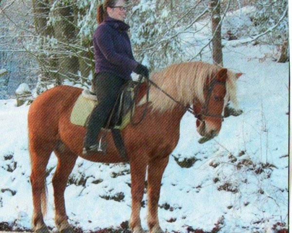 horse Cora (Haflinger, 1996, from Nordano (9,375% ox))